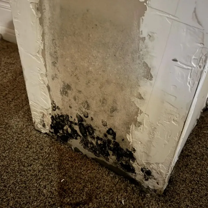 Professional Mold Removal in Woonsocket, RI